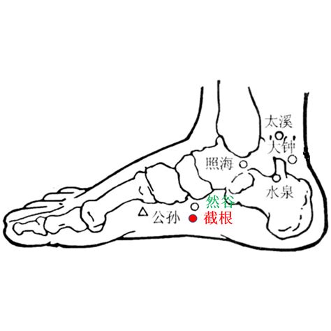 截根穴位置|截根